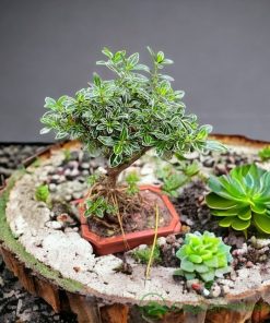 Tuyết mai mini nhỏ gọn, dễ trưng bày trên bàn làm việc hay kệ trang trí