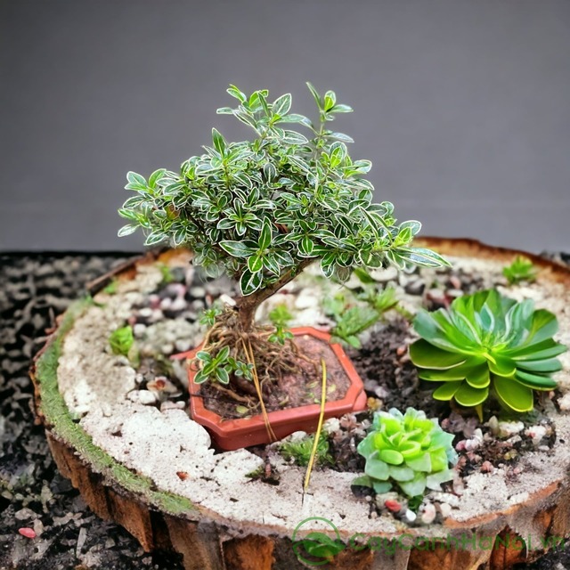 Tuyết mai mini nhỏ gọn, dễ trưng bày trên bàn làm việc hay kệ trang trí