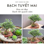 Cây tuyết mai: Khám phá ý nghĩa phong thuỷ, đặc điểm, phân loại, cách trồng và chăm sóc hiệu quả