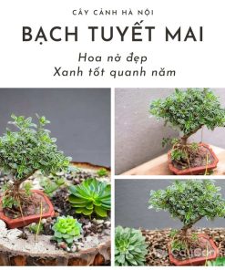 Cây tuyết mai: Khám phá ý nghĩa phong thuỷ, đặc điểm, phân loại, cách trồng và chăm sóc hiệu quả