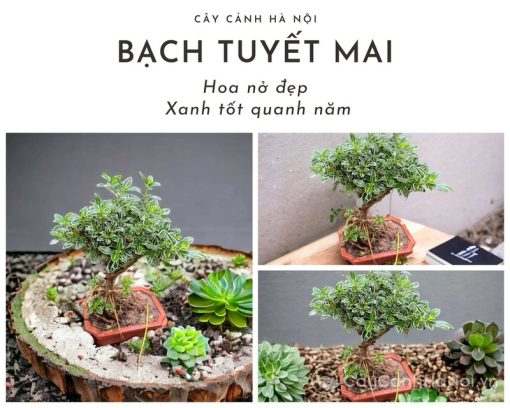 Cây tuyết mai: Khám phá ý nghĩa phong thuỷ, đặc điểm, phân loại, cách trồng và chăm sóc hiệu quả