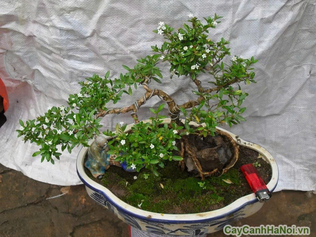 Đặc điểm đặc trưng của cây tuyết được biết đến là loại cây thân gỗ, mọc nhiều cành nhỏ