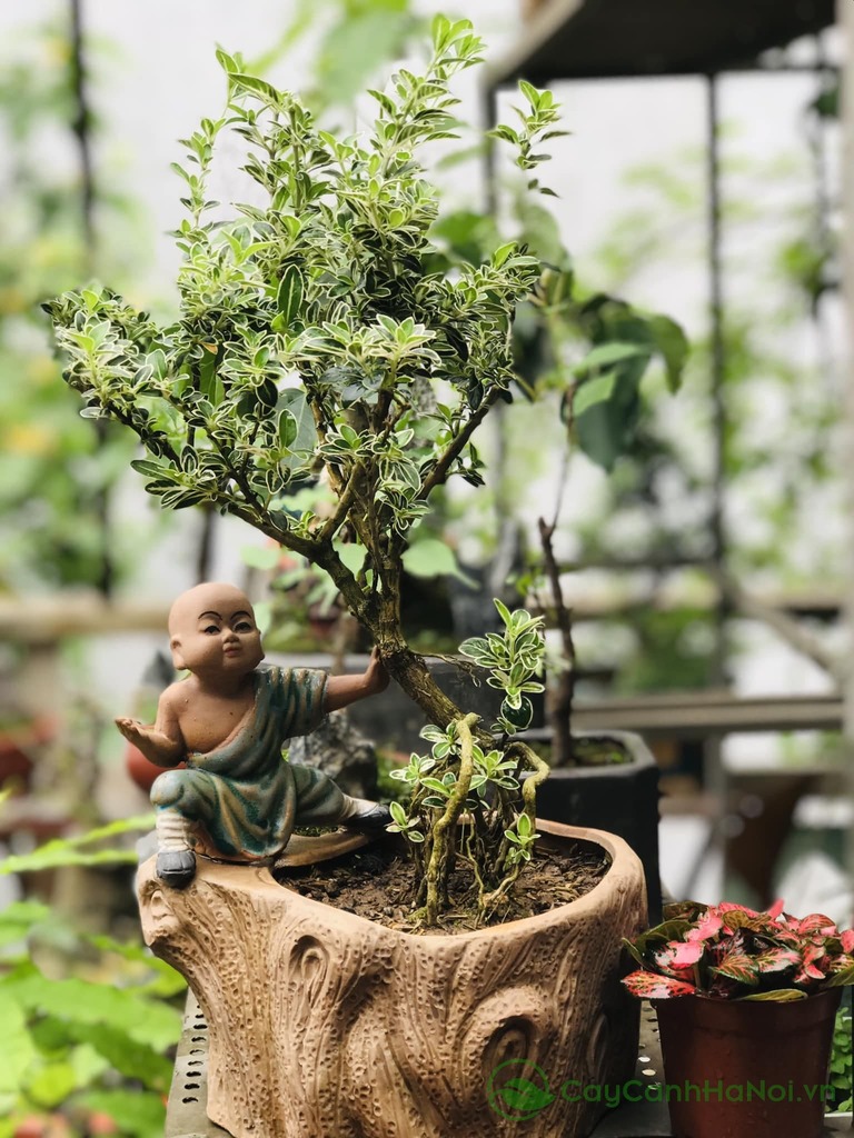 Cây tuyết mai thích hợp cho mệnh Kim, Thuỷ, Thổ lựa chọn để trồng trong không gian sống, làm việc