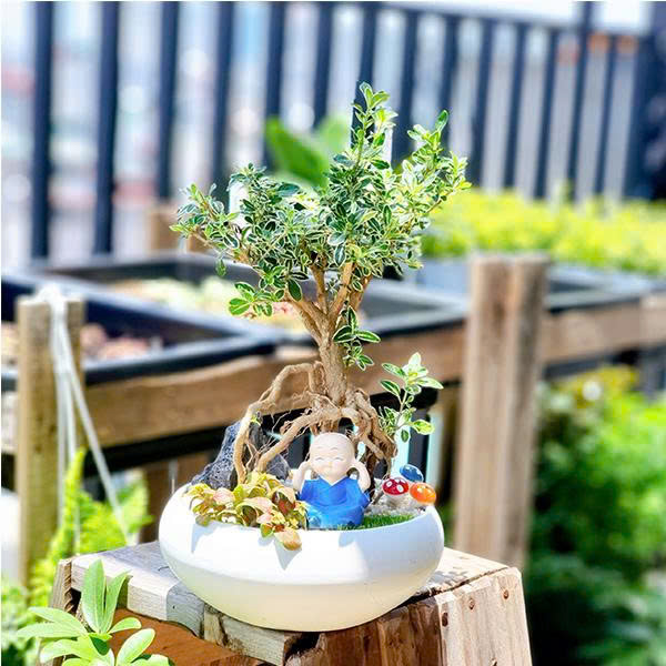 Cây tuyết mai có 5 loại giống với những đặc điểm riêng biệt