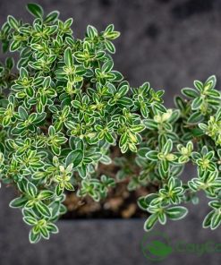 Cây nhỏ nhưng có võ, tuyết mai mini vẫn giữ nguyên vẻ thanh tao đặc trưng