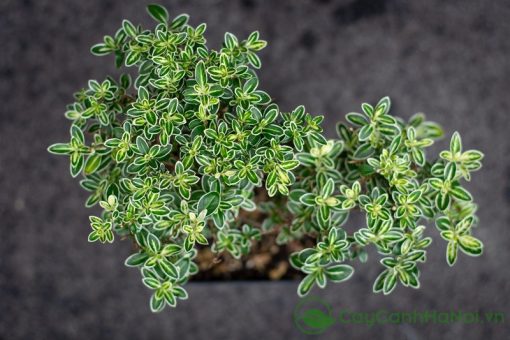 Cây nhỏ nhưng có võ, tuyết mai mini vẫn giữ nguyên vẻ thanh tao đặc trưng
