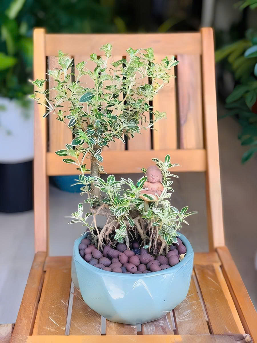 Trồng cây tuyết mai phải đảm bảo tuân thủ theo 4 bước cơ bản