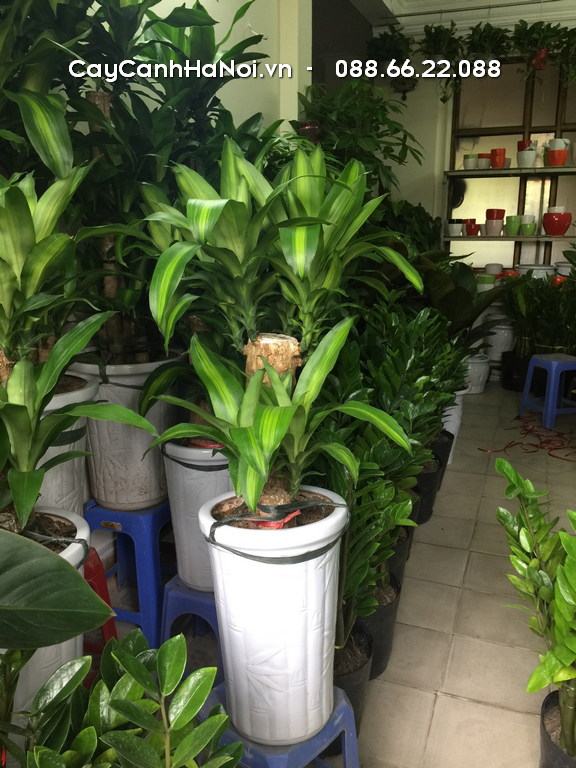 Thiết mộc lan là cây dạng thân gỗ