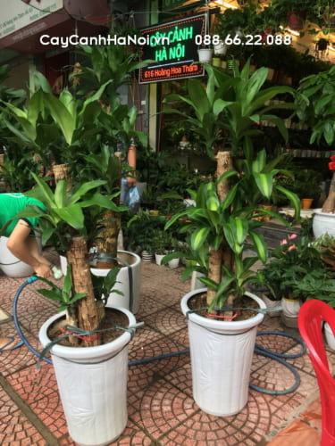 Đảm bảo lượng nước vừa đủ cho cây
