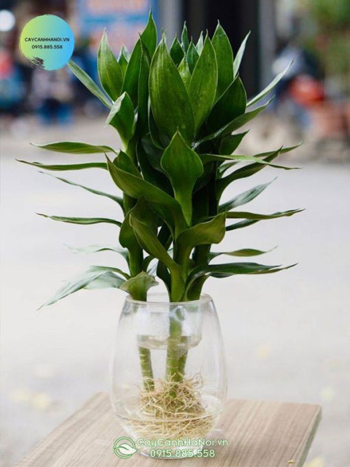 Phát tài búp sen trồng chậu thủy tinh