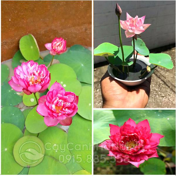 Cây hoa sen mini nhật hồng đẹp