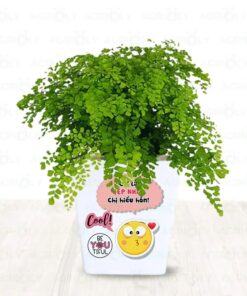 cây tóc thần vệ nữ