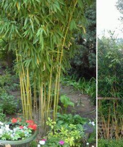 cây trúc chỉ vàng