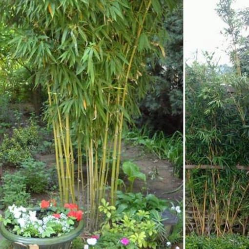 cây trúc chỉ vàng