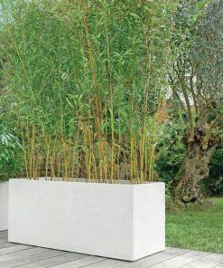 cây trúc chỉ vàng