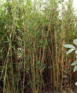 cây trúc chỉ vàng