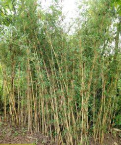 cây trúc chỉ vàng