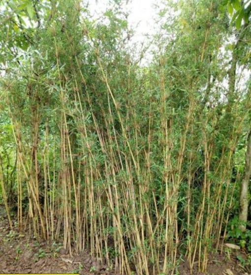 cây trúc chỉ vàng