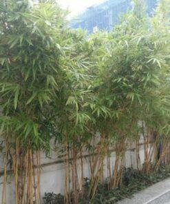 cây trúc chỉ vàng