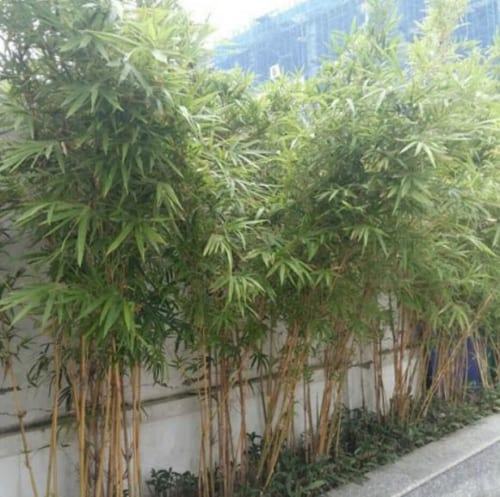 cây trúc chỉ vàng