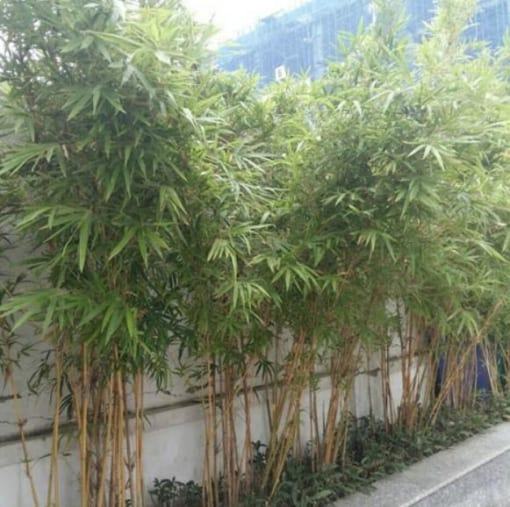cây trúc chỉ vàng