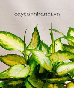 Cây vạn niên thanh - cây sao sáng