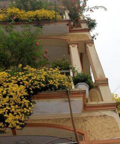 hoa cúc rủ