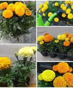 hoa cúc vạn thọ