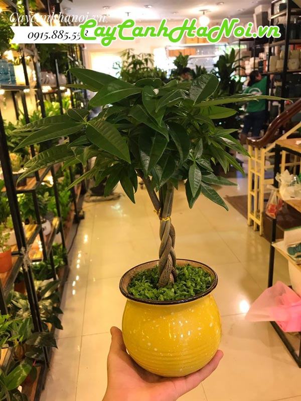 Cây kim ngân Thân cây thường được uốn lượn thành hình bím tóc hoặc thắt nút