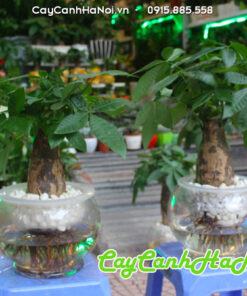 Cây kim ngân thủy sinh hợp mệnh mộc