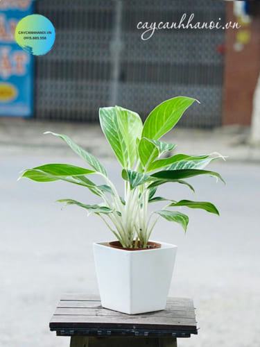 Chậu cây bạch mã hoàng tử