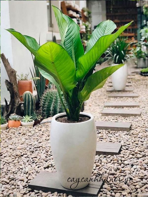 Đại phú gia mang đến may mắn