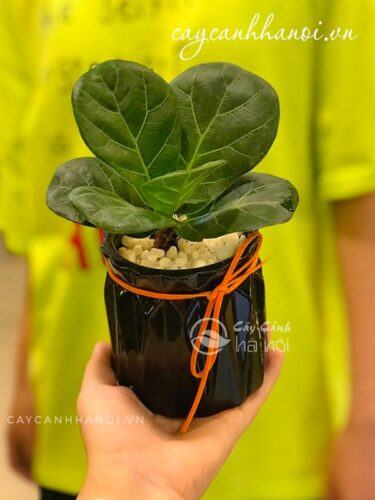 Cây bàng singapore tặng sếp