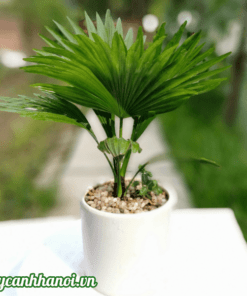 Cây cọ cảnh mini