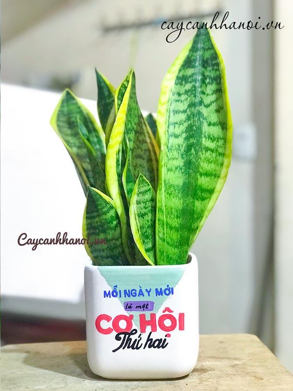 Bán cây lưỡi hổ hợp tuổi Dần