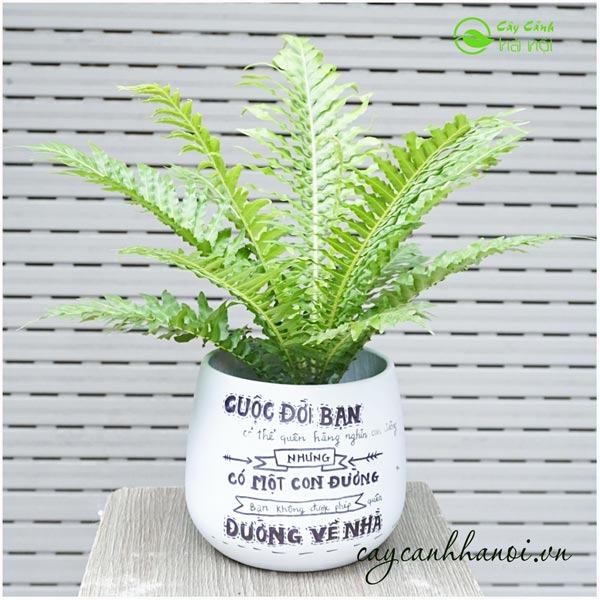 Cây dương xỉ hạnh phúc để bàn