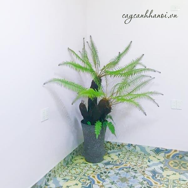 Cây dương xỉ rừng trồng nội thất