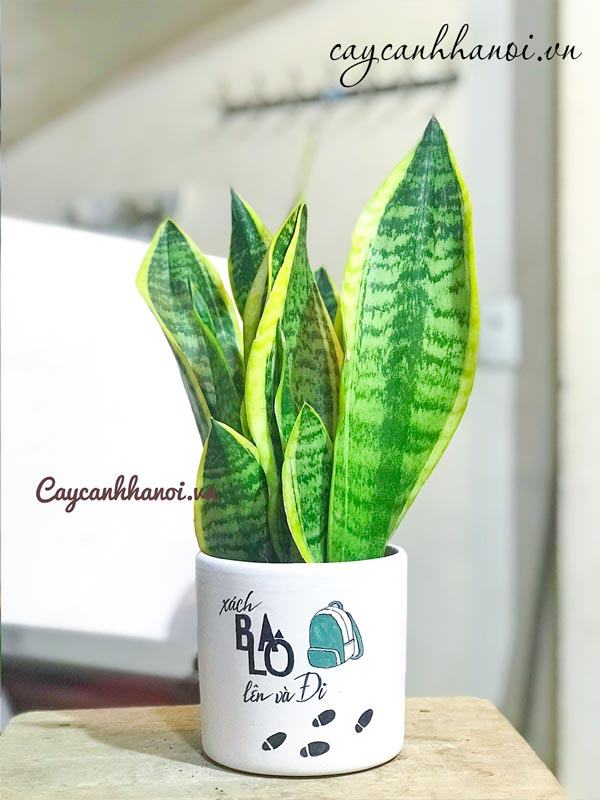 Cây lưỡi hổ để bàn hợp tuổi Dần