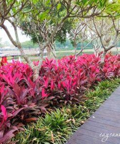 Cây phất dụ hợp mệnh Hỏa