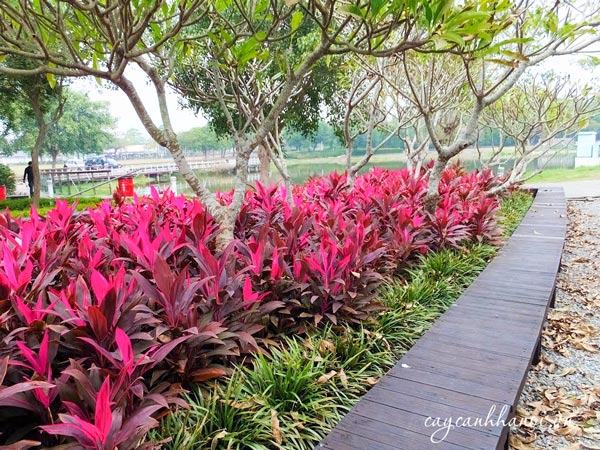 Cây phất dụ hợp mệnh Hỏa