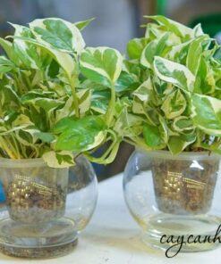 Cây trầu bà cẩm thạch trồng thủy sinh trong chậu thủy tinh