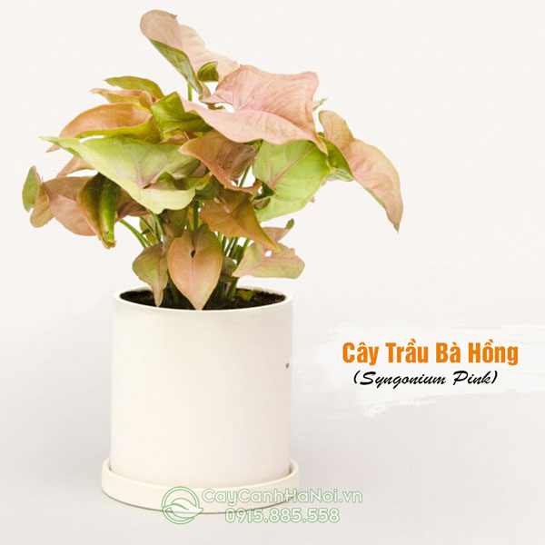 Cây trâu bà hồng trồng chậu sứ trắng