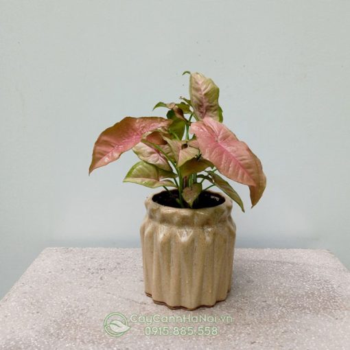 Cây trầu bà hồng thể hiện sự hiếu khách
