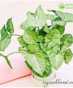 Cây trầu bà trắng