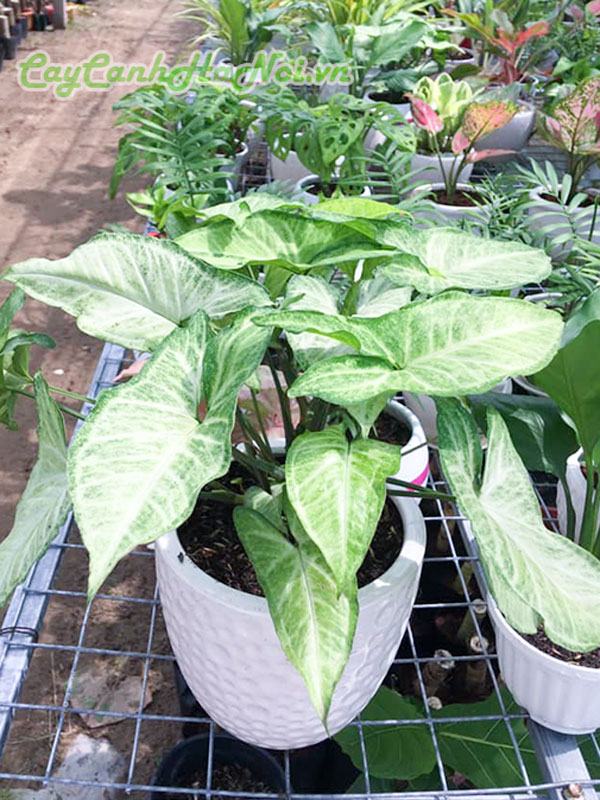 Cây trầu bà trắng loại lớn