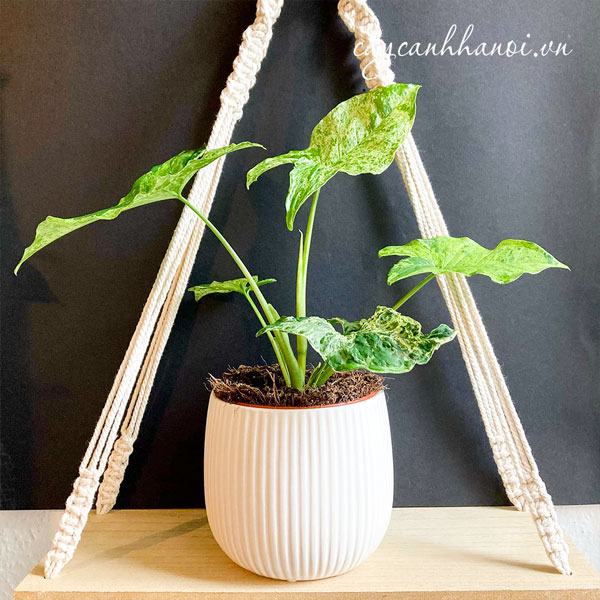 Cây trầu bà trắng mang ý nghĩa phong thủy tốt