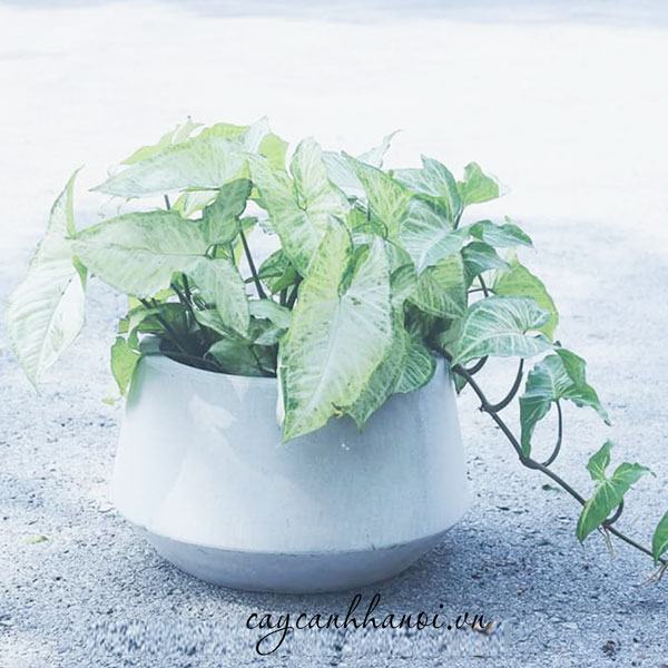 Cây tróc bạc hợp mệnh gì
