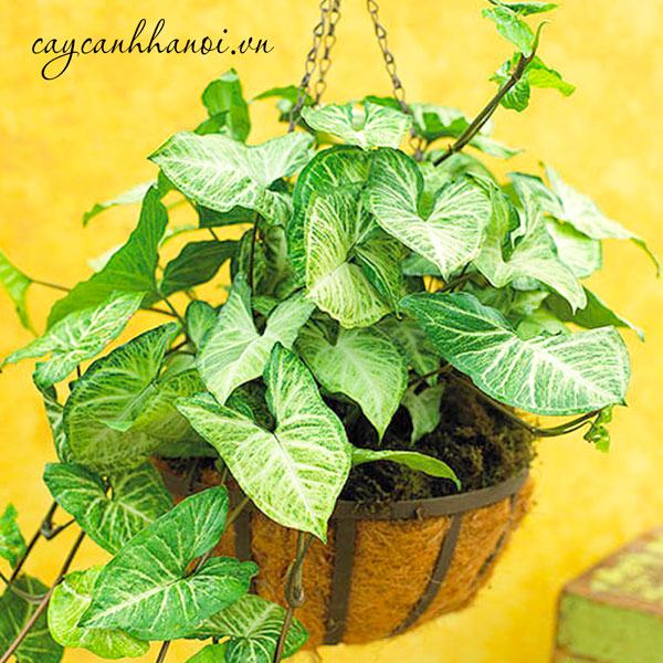 Cây tróc bạc chậu treo