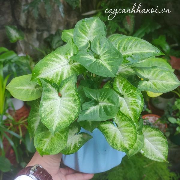 Cây tróc bạc để bàn