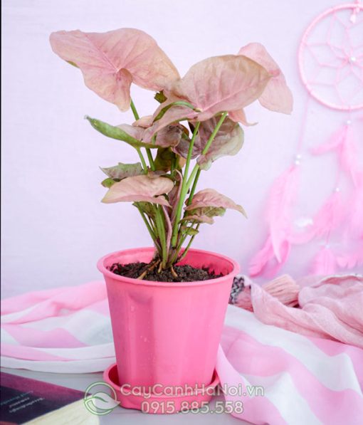 Cây tróc hồng mang đến sự tươi tắn